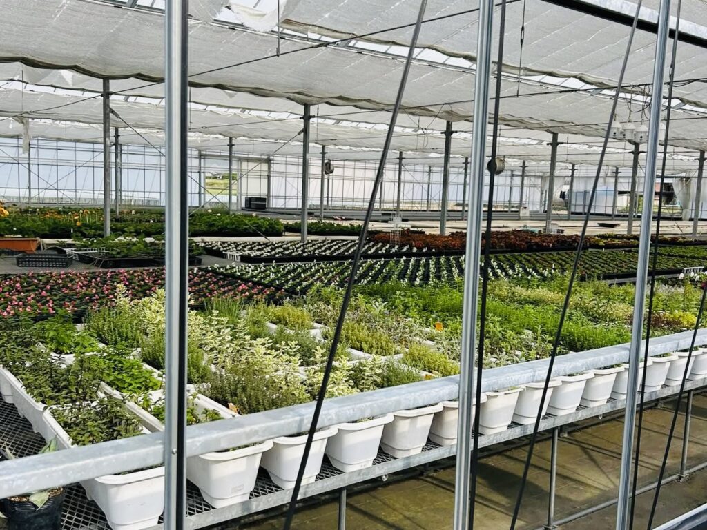 宗友福祉会の温室内での植物栽培